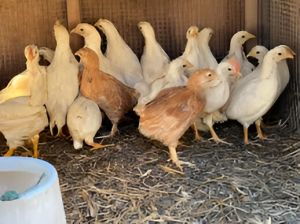 3 Month Old White Leghorn Chicks