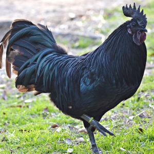 Live Kadaknath Chicken