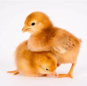 Rhode Island Red Chicks