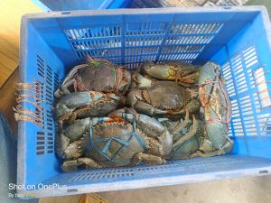 Live Green Mud Crabs