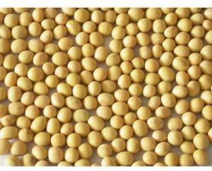 Dry Soybean Seeds