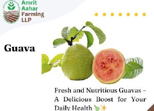 Natural Fresh Guava For Human Consumption