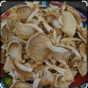 Dry Oyster Mushroom