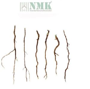 Country Gooseberry Dried Root