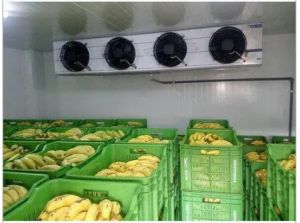 Banana Ripening Chambers