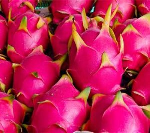 Dragon Fruit