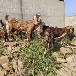 Live Sirohi Goats