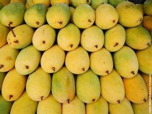 Fresh Himsagar Mango 3-5 Days, Packaging Type : Paper Box, Packaging Size : 5-50kg