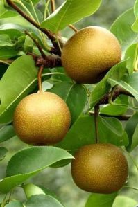 Nijjiseiki Pear Plant, Color : Red, Speciality : Hybrid, Packaging Type : Poly Bag