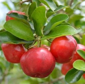 Barbados Cherry Plant