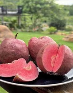 Black Diamond Guava Plant