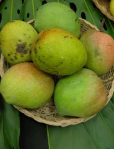 Bombay Green Mango Plant