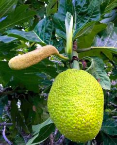 Bread Fruit Plant 2 Feet, Packaging Type : Poly Bag, Speciality : Hybrid