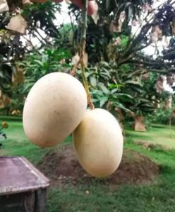 Gourmoti Mango Plant