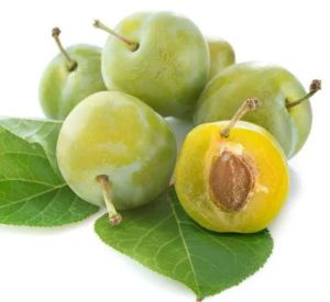 Green Gage Plum Plant