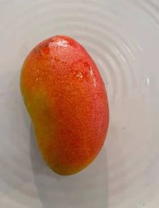 Husnara Mango Plant