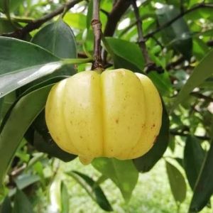 Kadampuli Fruit Plant