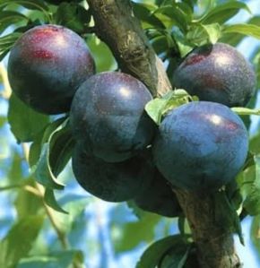 Kala Amritsari Plum Plant