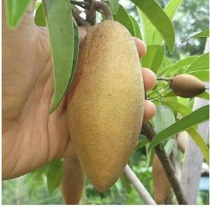 Lancha Cheeku Plant, Color : Green For Fruits