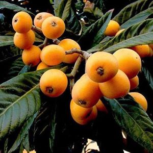 Loquat Fruit Plant