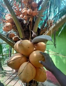 Malaysian Dwarf Coconut Plant