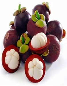 Mangosteen Fruit Plant