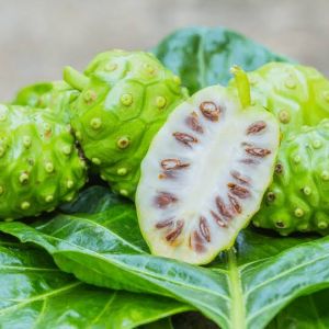 Noni Fruit Plant