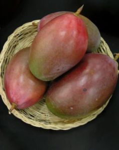 Osteen Mango Plant