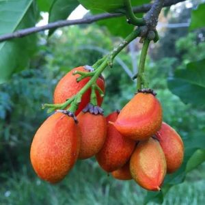 Peanut Butter Fruit Plant