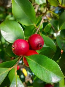 Strawberry Guava Plant