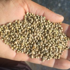 Hemp Seeds, Packaging Size : 500 Grams, Packaging Type : Biodegradable Plastic Packets., Certification : FSSAI