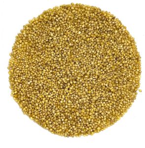 Natural Foxtail Millet Seeds, Color : Yellow 12months, Packaging Type : Plastic Bag