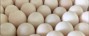 Duck Eggs