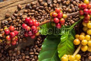 Fermented Arabica Coffee Beans, Color : Brown