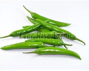 Fresh Green Chilli 10-15 Days, Packaging Size : 5-10 Kg, Packaging Type : Gunny Bag