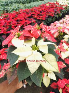 Poinsettia Plant