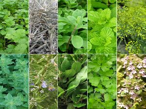 Indian Herbs