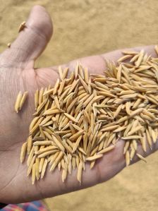 Basmati Paddy Seeds