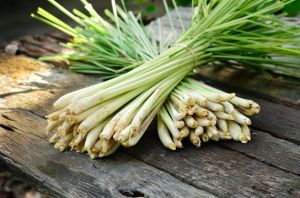 Lemongrass Plants