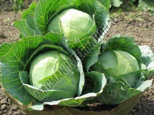 Cabbage, Color : Green