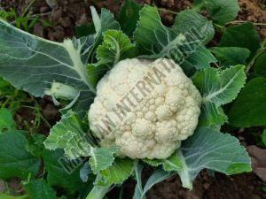 Cauliflower, Packaging Type : Gunny Bag