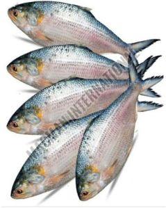 Fresh Hilsa Fish For Human Consumption