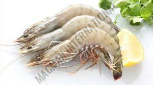 Fresh Prawns For Human Consumption