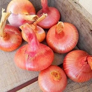 Raw Pink Onion