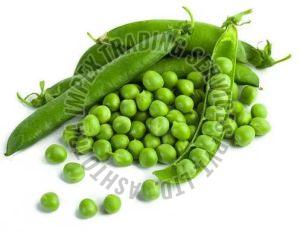 Natural Fresh Green Peas For Cooking