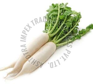 Fresh Radish, Packaging Size : 25-50 Kg