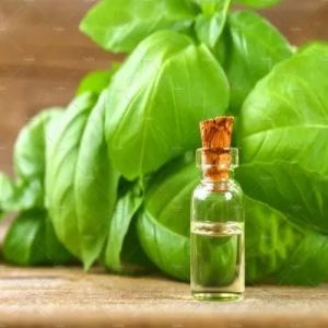 Basil Essential Oil 100% 12 Months, Packaging Type : Glass Bottle