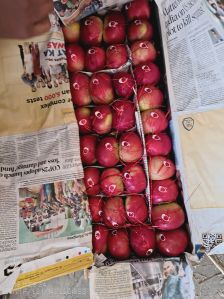 Kashmiri American Apples