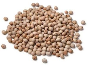 White Pigeon Pea Seed