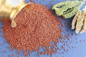 Ragi Seeds